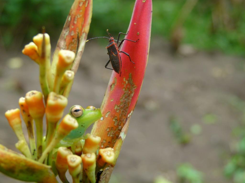 Aracari Garden Hostel Tortuguero Eksteriør bilde